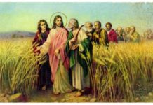 16. NEDJELJA KROZ GODINU (A – 23.7.2023.)